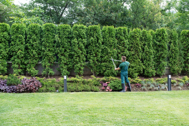 Best Tree and Shrub Care  in Sayreville, NJ